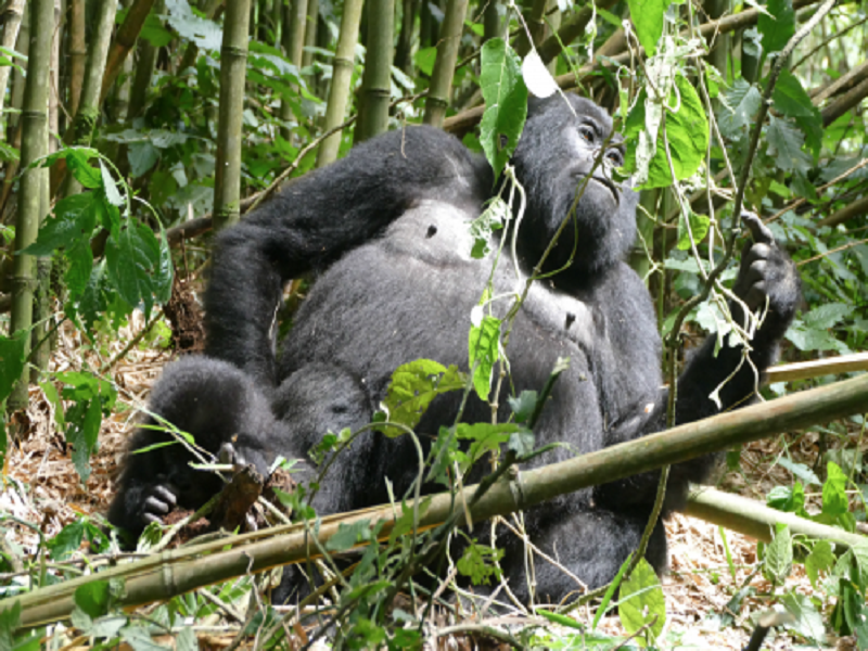 کنگو؛ کشوری در قلب قاره آفریقا | IR4T | کشوری است در قلب آفریقا که می توان گونه های خاص گیاهان و جانوران را در آن مشاهده کرد. طبیعت این...