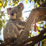 تصویر استرالیا؛ سرزمین کوآلاهای دوست داشتنی